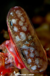 found in Lembeh; d200 by Thomas Lueken 